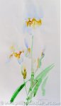 White Irises 3